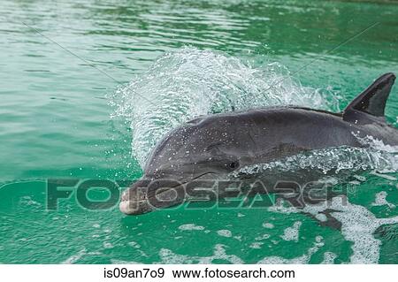 Dolphin swims in wake of boat. View Large Photo Image Stock Photo - Dolphin swims in wake of boat.. Fotosearch