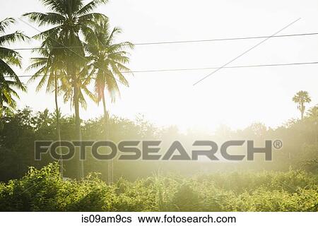 "Field landscape with palm trees, Cebu, Philippines" View Large Photo Image Stock Photograph - "Field landscape with palm trees, Cebu, Philippines". Fotosearch