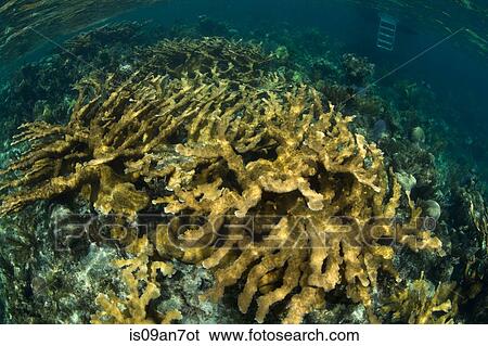 Field of Elkhorn coral. View Large Photo Image Stock Photograph - Field of Elkhorn coral.. Fotosearch