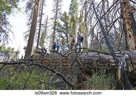 Stock Photo - "Five young adult friends hiking on fallen tree in forest, Los Angeles, California, USA". Fotosearch