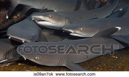 Gaggle of Sharks. View Large Photo Image Stock Image - Gaggle of Sharks.. Fotosearch