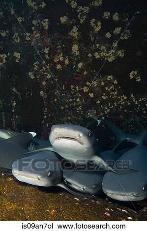 Gaggle of Sharks. View Large Photo Image Stock Image - Gaggle of Sharks.. Fotosearch