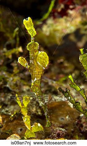 Stock Image - Halimeda Ghost Pipefish.. Fotosearch