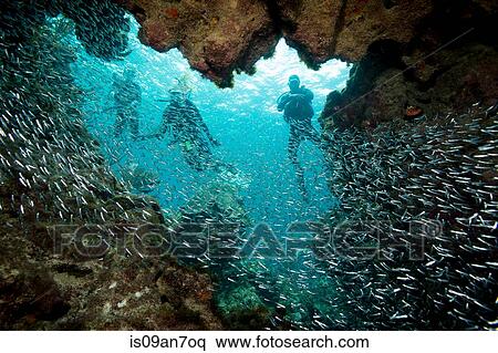 Large school of Glass minnows. View Large Photo Image Stock Photography - Large school of Glass minnows.. Fotosearch