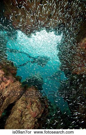 Large school of Glass minnows. View Large Photo Image Stock Photography - Large school of Glass minnows.. Fotosearch
