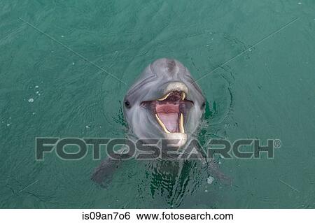 Laughing Dolphin. View Large Photo Image Stock Photograph - Laughing Dolphin.. Fotosearch