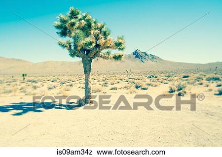 Stock Photo - "Lone joshua tree, Death Valley National Park, California, USA". Fotosearch