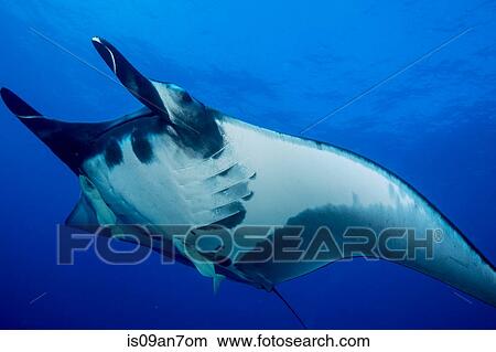 Manta ray. View Large Photo Image Picture - Manta ray.. Fotosearch