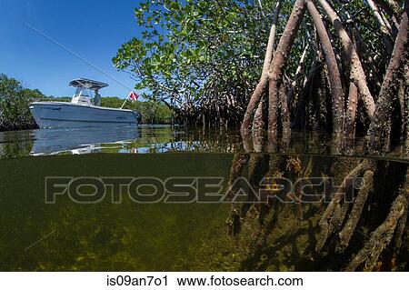 Motoring through the mangroves. View Large Photo Image Stock Image - Motoring through the mangroves.. Fotosearch