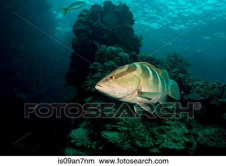 Nassau grouper on coral reef. View Large Photo Image Picture - Nassau grouper on coral reef.. Fotosearch