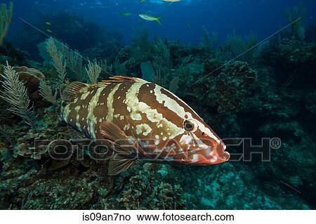 Nassau grouper on coral reef. View Large Photo Image Picture - Nassau grouper on coral reef.. Fotosearch