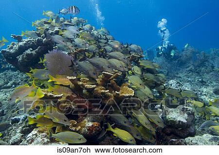 Photographer on coral reef. View Large Photo Image Stock Image - Photographer on coral reef.. Fotosearch