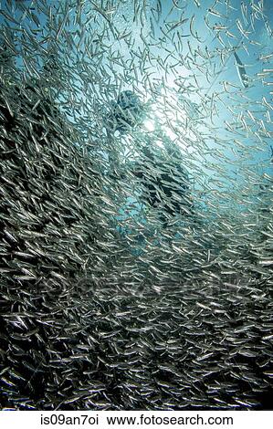 Stock Image - Photographer on coral reef.. Fotosearch