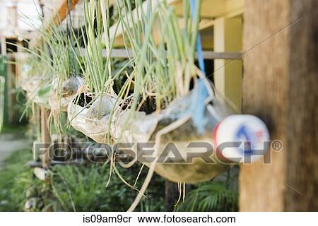 "Plants growing in plastic bottles hanging from house, Cebu, Philippines" View Large Photo Image Stock Photography - "Plants growing in plastic bottles hanging from house, Cebu, Philippines". Fotosearch