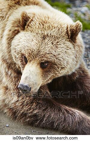 "Portrait of brown bear (ursus arctos) Denali National Park, Alaska, USA" View Large Photo Image Stock Photo - "Portrait of brown bear (ursus arctos) Denali National Park, Alaska, USA". Fotosearch