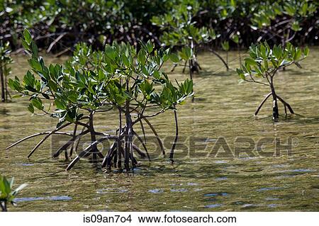 Root structure of Mangroves. View Large Photo Image Picture - Root structure of Mangroves.. Fotosearch