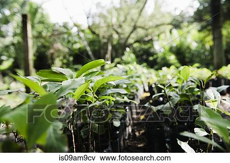 "Rows of plants growing in garden, Cebu, Philippines" View Large Photo Image Stock Photo - "Rows of plants growing in garden, Cebu, Philippines". Fotosearch