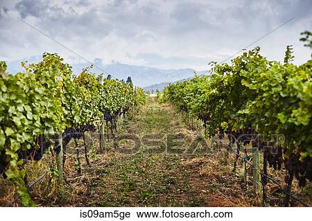 Stock Image - "Rows of vines in vineyard, Kelowna, British Columbia, Canada". Fotosearch