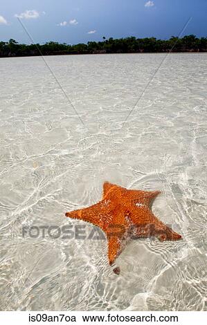 Sea Star in shallow water. View Large Photo Image Stock Image - Sea Star in shallow water.. Fotosearch