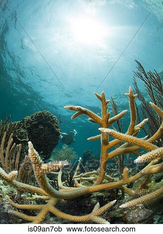 Stock Image - Snorkeler framed by hard coral.. Fotosearch