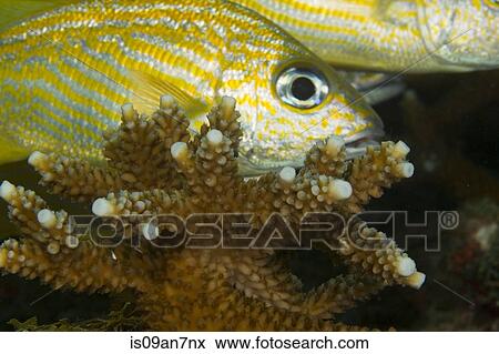 Stock Photo - Staghorn coral and French grunt.. Fotosearch