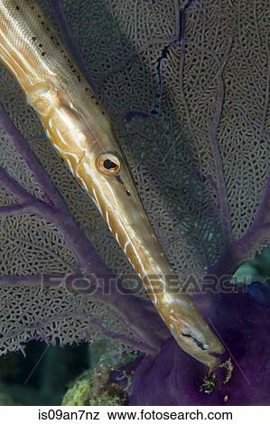 Trumpetfish alongside Sea fan. View Large Photo Image Stock Photo - Trumpetfish alongside Sea fan.. Fotosearch