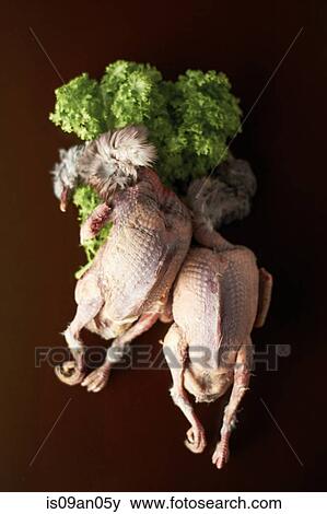 Two plucked raw chickens with parsley View Large Photo Image Stock Photo - Two plucked raw chickens with parsley. Fotosearch