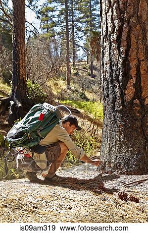"Young male hiker examining burnt tree in forest, Los Angeles, California, USA" View Large Photo Image Stock Photo - "Young male hiker examining burnt tree in forest, Los Angeles, California, USA". Fotosearch