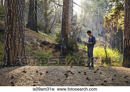 "Young man looking at digital tablet in forest, Los Angeles, California, USA" View Large Photo Image Stock Photo - "Young man looking at digital tablet in forest, Los Angeles, California, USA". Fotosearch