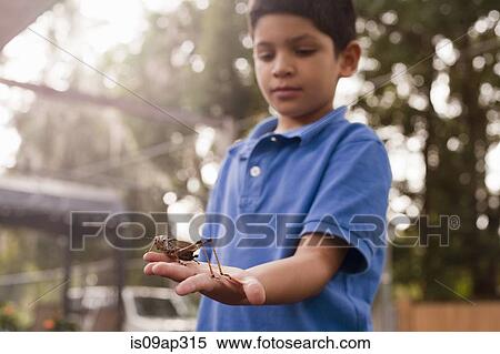 Boy observing grasshopper in garden View Large Photo Image Stock Photography - Boy observing grasshopper in garden. Fotosearch
