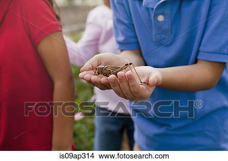 Children observing grasshopper in garden View Large Photo Image Picture - Children observing grasshopper in garden. Fotosearch