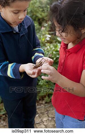 Children observing grasshopper in garden View Large Photo Image Stock Image - Children observing grasshopper in garden. Fotosearch