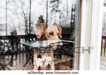 Dog looking out of window View Large Photo Image Stock Photograph - Dog looking out of window. Fotosearch
