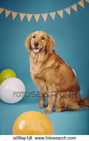 "Golden retriever against blue background, bunting and balloons around him" View Large Photo Image Stock Photo - "Golden retriever against blue background, bunting and balloons around him". Fotosearch
