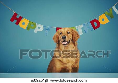 Golden retriever sitting in front of 'Happy Birthday' sign View Large Photo Image Stock Photograph - Golden retriever sitting in front of 'Happy Birthday' sign. Fotosearch