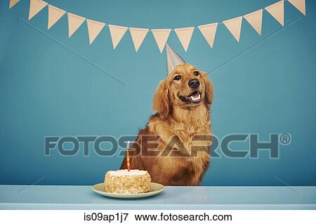 "Golden retriever wearing party hat, cake with one candle in front of him" View Large Photo Image Stock Photo - "Golden retriever wearing party hat, cake with one candle in front of him". Fotosearch