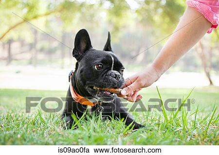 Hand of young woman giving bone to dog in park View Large Photo Image Stock Image - Hand of young woman giving bone to dog in park. Fotosearch