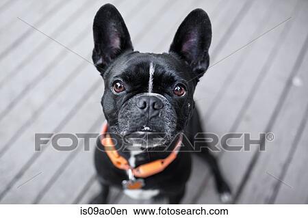Portrait of cute dog looking up from patio View Large Photo Image Picture - Portrait of cute dog looking up from patio. Fotosearch