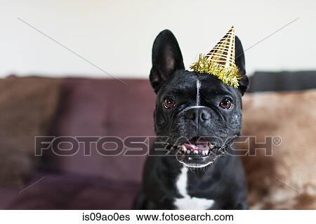 Portrait of cute dog on sofa wearing party hat View Large Photo Image Stock Photograph - Portrait of cute dog on sofa wearing party hat. Fotosearch