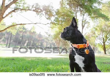 Portrait of dog looking over shoulder in park View Large Photo Image Stock Photography - Portrait of dog looking over shoulder in park. Fotosearch