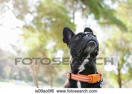 Portrait of dog looking up in park View Large Photo Image Stock Photograph - Portrait of dog looking up in park. Fotosearch
