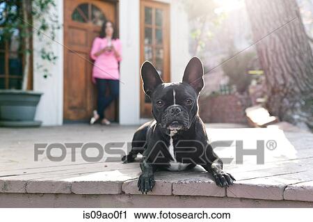 Portrait of dog lying on patio View Large Photo Image Stock Image - Portrait of dog lying on patio. Fotosearch