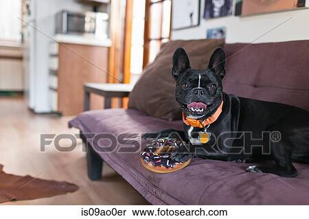 Portrait of dog on sofa holding onto doughnut toy View Large Photo Image Stock Photography - Portrait of dog on sofa holding onto doughnut toy. Fotosearch
