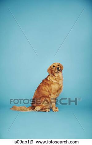 Portrait of golden retriever against blue background View Large Photo Image Stock Photo - Portrait of golden retriever against blue background. Fotosearch