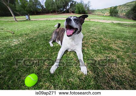 Portrait of old dog lying in park with tennis ball View Large Photo Image Stock Image - Portrait of old dog lying in park with tennis ball. Fotosearch