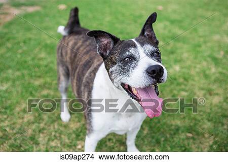 Picture - Portrait of old dog lying on park grass. Fotosearch