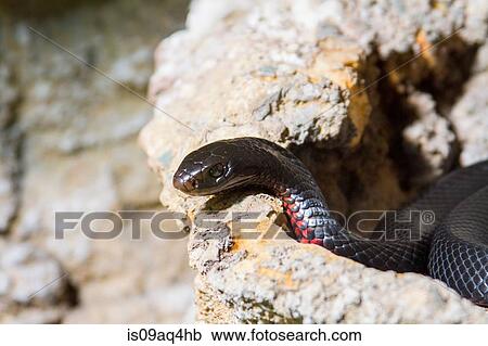 "Black snake coiled on rock, Australia" View Large Photo Image Stock Image - "Black snake coiled on rock, Australia". Fotosearch