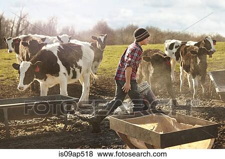 Boy farmer feeding cows in dairy farm field View Large Photo Image Stock Photo - Boy farmer feeding cows in dairy farm field. Fotosearch