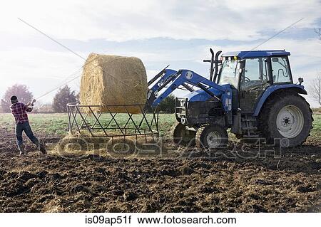 Stock Image - Boy farmer removing netting from hay stack in dairy farm field. Fotosearch