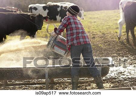Boy farmer throwing grain into feeding trough in field View Large Photo Image Stock Photo - Boy farmer throwing grain into feeding trough in field. Fotosearch